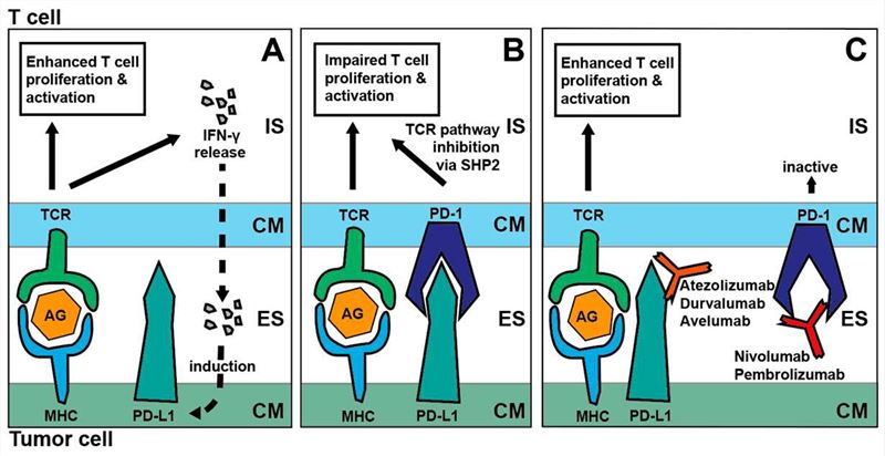Mechanism of PD-1/PD-L1 blockade.